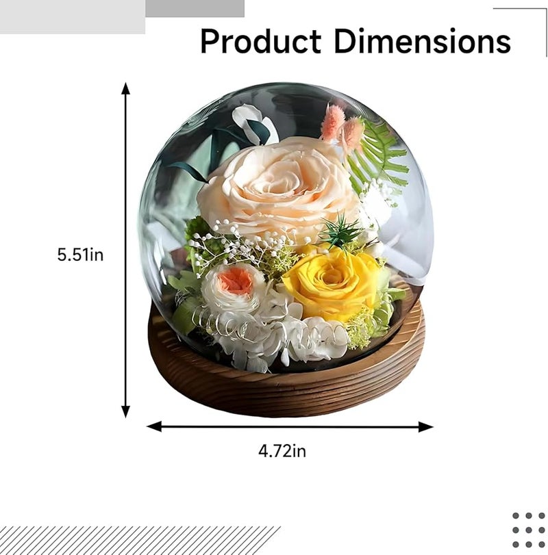 قبة زهرة الورد الشمبانيا المجففة يدويًا مع قاعدة خشبية هدية لعيد الحب والتخرج - Image 4